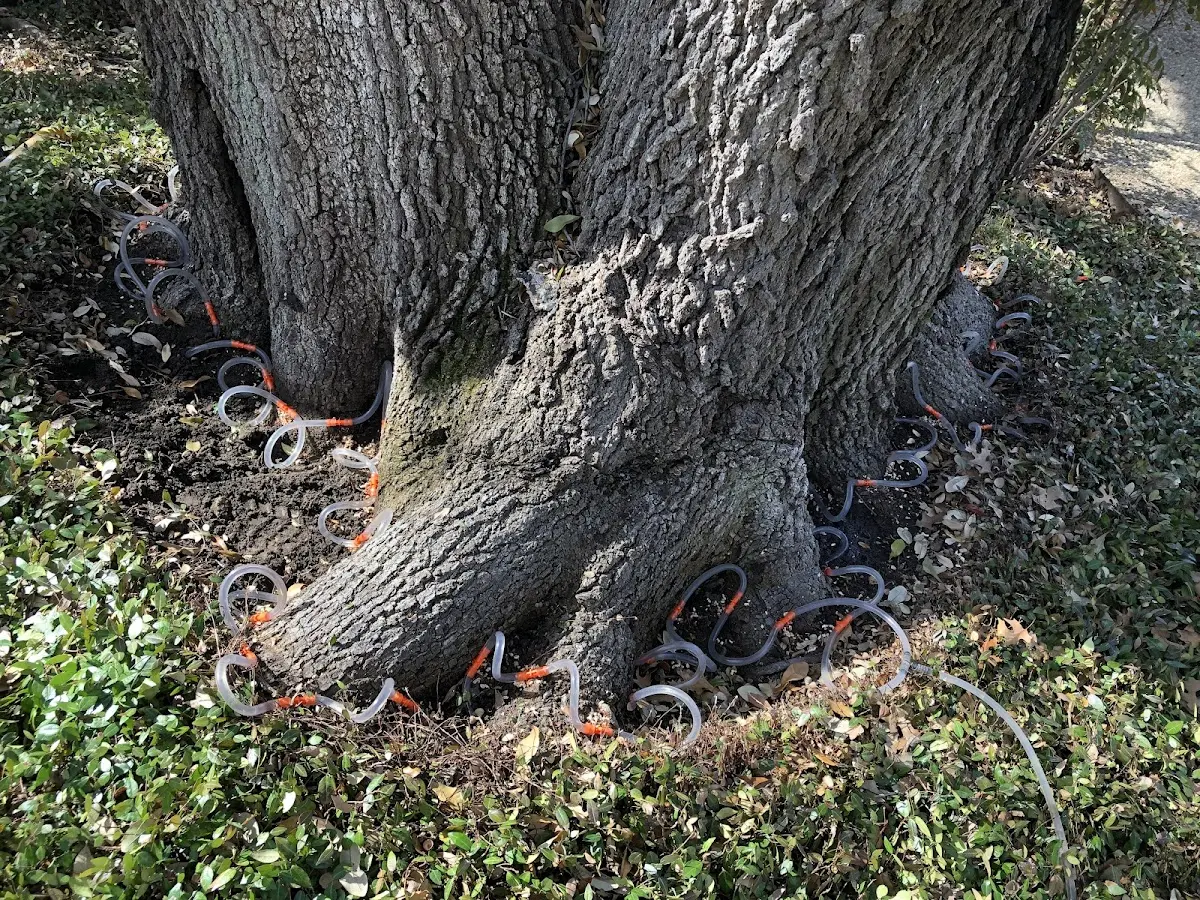 Detailed Tree Cabling and Bracing job site in Vida