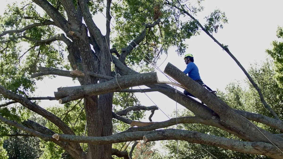 Professional Crown Thinning performed by certified arborists in Vida
