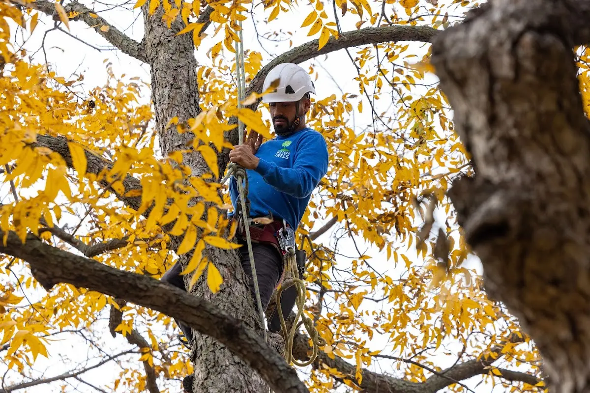 Skilled Tree Planing crew working in Vida