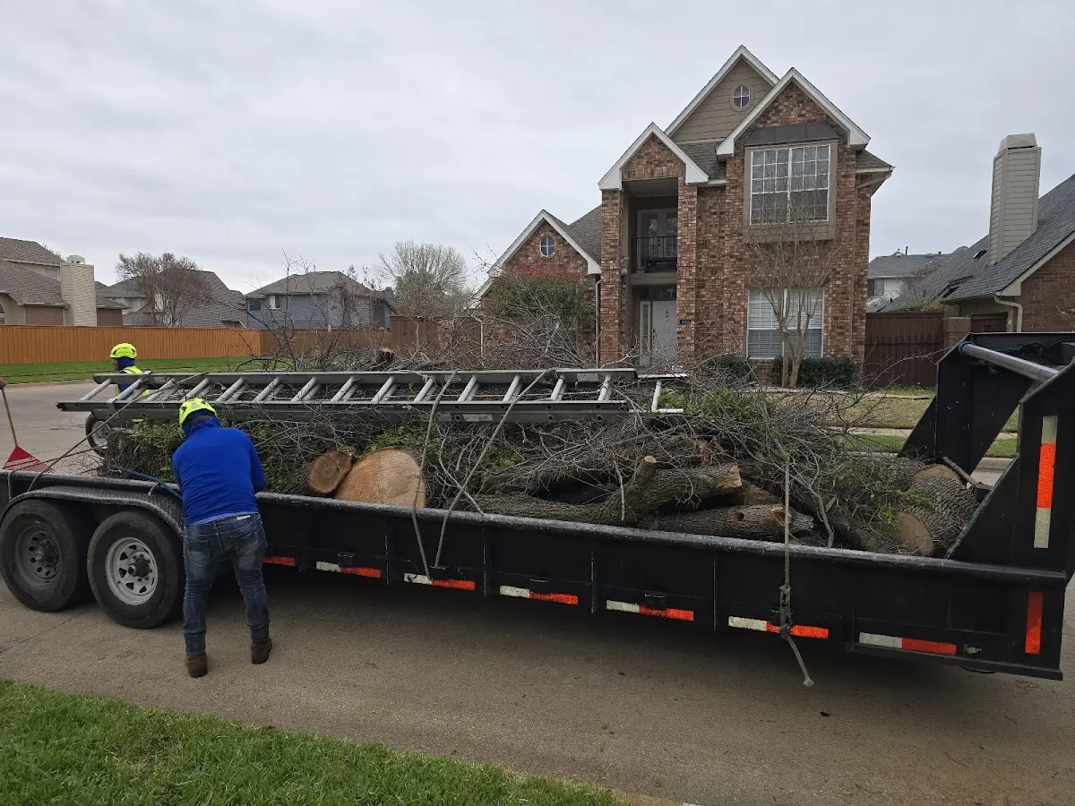Expert Tree Removal with proper safety equipment in Vida